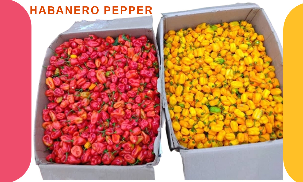 Organic Habanero Pepper