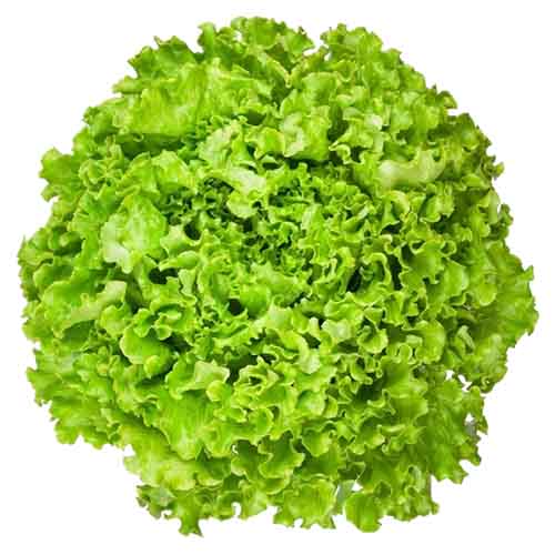 Organic Lettuce