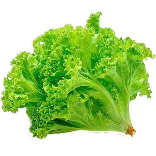 Organic Lettuce